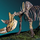 A woolly rhinoceros skeleton.